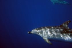 Spotted dolphin - Azores (mid-atlantic islands) by David Abecasis 